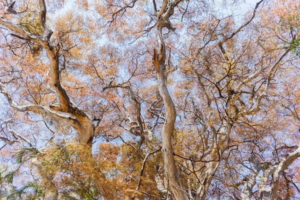 Grandes branches d'arbres Couleurs scéniques — Photo