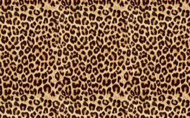 çiçek desenli hayvan derisi leopar derisi zebra altın zincir arka plan desen ekose geometrik desen siyah beyaz yaprak palmiye yaprağı renk duvar kâğıdı kot kumaş taş illistasyon Pam tropikal yapraklar