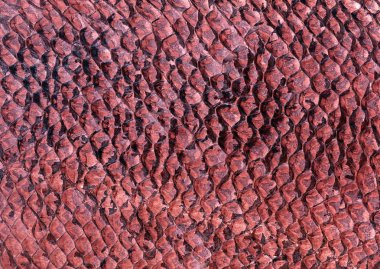 çiçek desenli hayvan derisi leopar derisi zebra altın zincir arka plan desen ekose geometrik desen siyah beyaz yaprak palmiye yaprağı renk duvar kâğıdı kot kumaş taş illistasyon Pam tropikal yapraklar