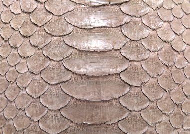 çiçek desenli hayvan derisi leopar derisi zebra altın zincir arka plan desen ekose geometrik desen siyah beyaz yaprak palmiye yaprağı renk duvar kâğıdı kot kumaş taş illistasyon Pam tropikal yapraklar