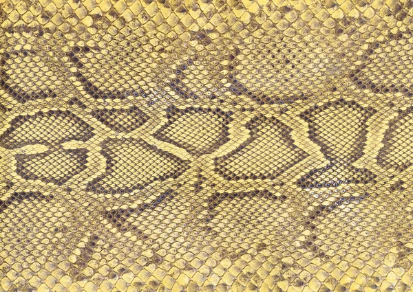 çiçek desenli hayvan derisi leopar derisi zebra altın zincir arka plan desen ekose geometrik desen siyah beyaz yaprak palmiye yaprağı renk duvar kâğıdı kot kumaş taş illistasyon Pam tropikal yapraklar