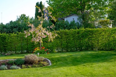 Farklı renkte Lale ile Bahçe