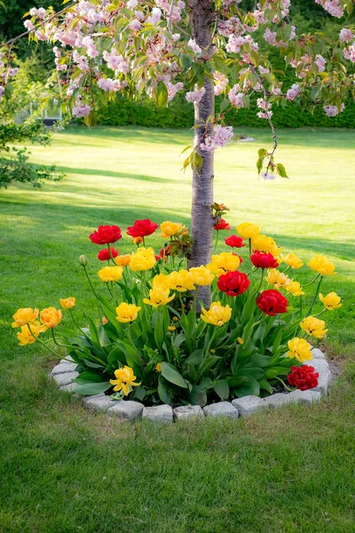 Garden with tulips in different color — Stock Photo, Image
