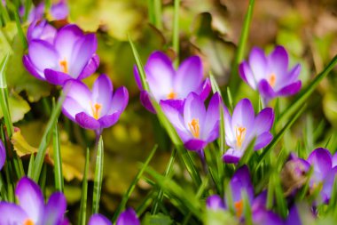Crocus içinde tam Bloom itibaren ucunun
