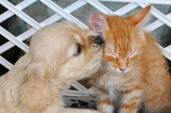 Red Haired Puppy Kitten Kiss Stock Image