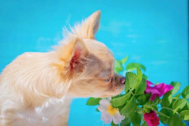 Kızıl saçlı chihuahua köpeği yabani gülün çiçeklerini kokluyor. Mavi arkaplan, seçici odak
