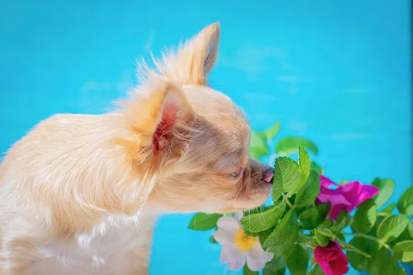 Red Haired Chihuahua Puppy Sniffing Flowers Wild Rose Blue Background Stock Picture