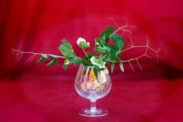 Brindilles de pois avec des fleurs blanches dans une tasse en verre sur un fond rouge. Concentration sélective. — Photo