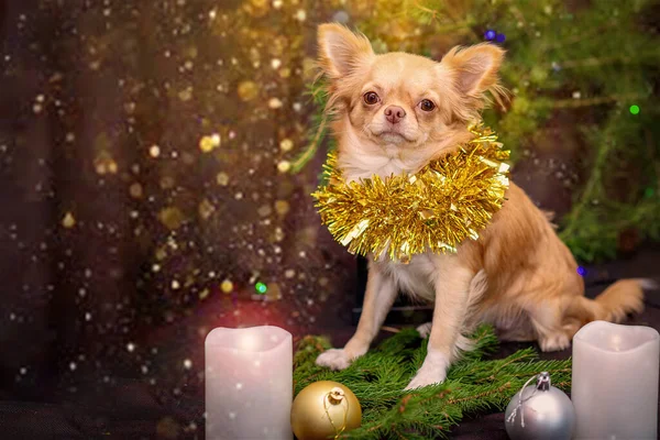 New Year. Chihuahua puppy with a golden tinsel on his neck sits on spruce branches, two white candles are burning. Selective trick