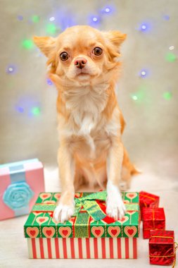 Kızıl saçlı tüylü Chihuahua köpeği ileriye bakıyor, ön patilerini hediye kutusuna koyuyor. Seçici odak
