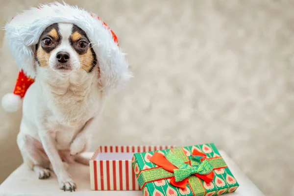 Chihuahua Dog Santa Claus Hat Looks Forward Raised One Paw Royalty Free Stock Images