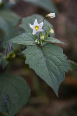 Piccolo fiore bianco con foglia verde