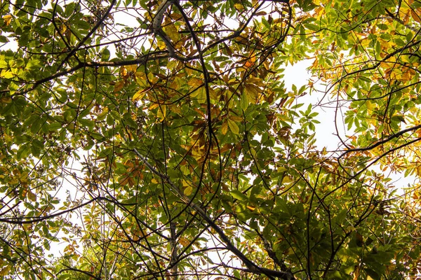 Karşıtlıkta ön renklendirme