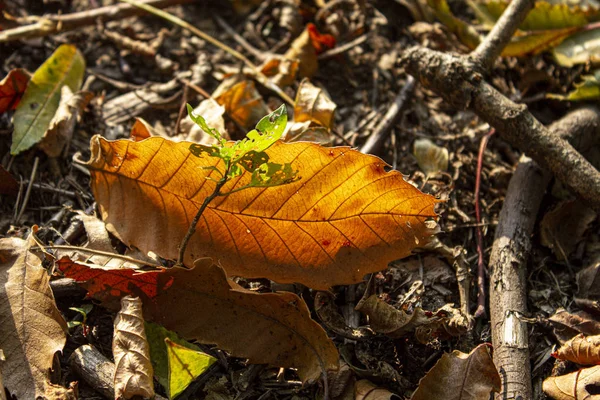 Foglia Dorata Sfondo Rami — Stockfoto