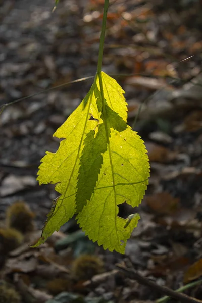 arka ışık yeşil yaprak
