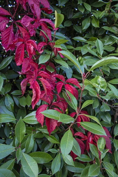 Bahçe içinde kırmızı ve yeşil yaprak