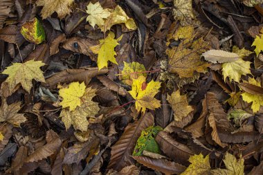 renkli yaprakları ile sonbahar arka plan