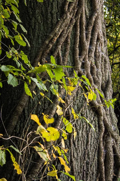 Tırmanan kökleri olan eski gövde