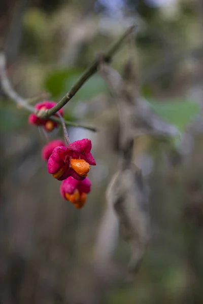 Piccolo Fiore Rosso Selvaggio Appeso Ramo — Stock fotografie