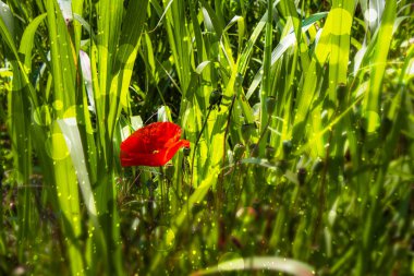 Yeşil çimlerin ortasında güneşin altında kırmızı gelincikler. Çimlerin yeşiliyle tezat olarak parlak kırmızı çiçek.