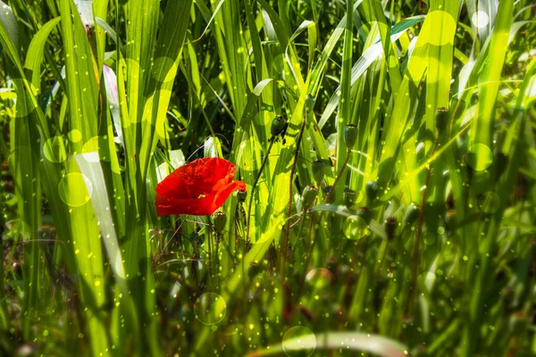 Yeşil çimlerin ortasında güneşin altında kırmızı gelincikler. Çimlerin yeşiliyle tezat olarak parlak kırmızı çiçek.