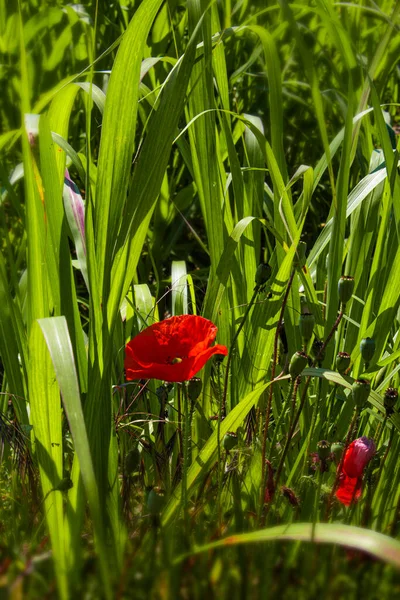 Yeşil çimlerin ortasında güneşin altında kırmızı gelincikler. Çimlerin yeşiliyle tezat olarak parlak kırmızı çiçek.