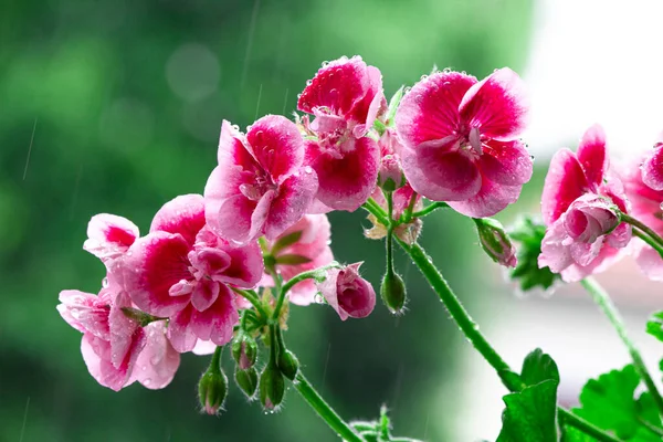 Geraniums flowers covered in water drops after spring rain. Balcony flowers of intense colors wet by rain.