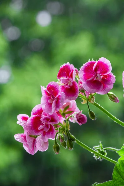 Gerani Fiori Coperti Gocce Acqua Dopo Pioggia Primaverile Balcone Fiori — Foto Stock