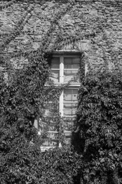 Sarmaşıkla kaplı eski bir sarayın penceresi. Beyaz ahşap pencereli tuğla duvar, güneş tarafından aydınlatılan bitkilerle gizlenmiş..