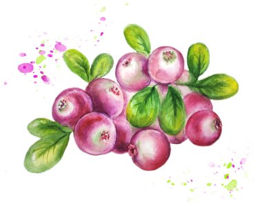 Kırmızı yaban mersini. Beyaz arka plandaki sıçramaların suluboya çizimi. Yapraklı meyveler.