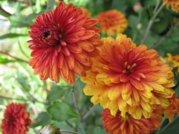 Natur Orange Gelbe Chrysanthemen Garten Sommer Und Herbst — Stockfoto