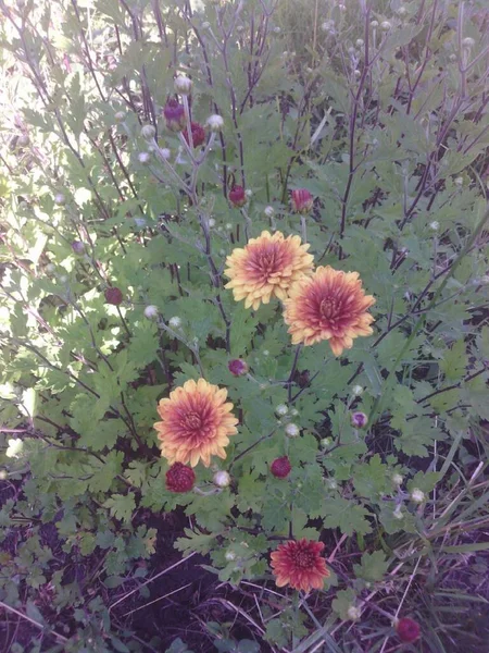Nature orange-yellow chrysanthemums in the garden in summer and autumn