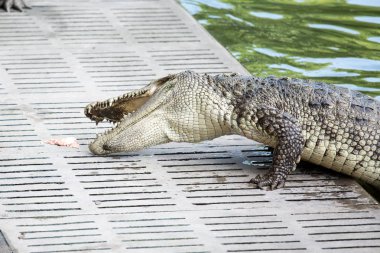 Timsahlar beton yerde tavuk parçaları yemek için başlarını eğerek.