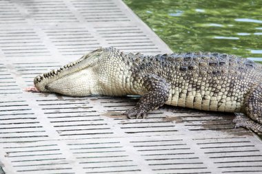 Timsahlar beton yerde tavuk parçaları yemek için başlarını eğerek.