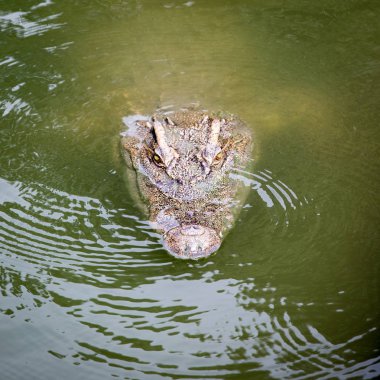 Hayvanat Bahçesi suda yaşar timsahlar