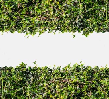 Yeşil bush çerçeve. Satırı yeşil Bush. İzole yeşil çit çalı çit beyaz arka plan üzerinde.