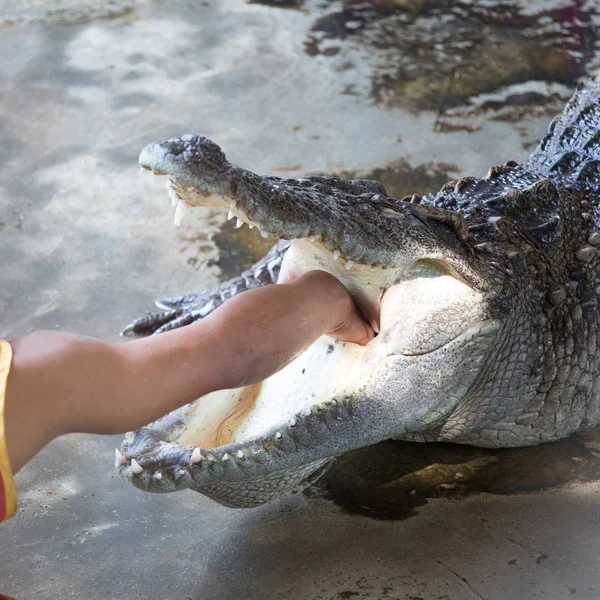 Hand Crocodile Neck Crocodile Opening His Mouth Let People Reach — Stock Photo, Image