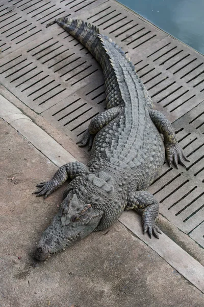 Crocodile Sunbathing Zoo Freshwater Crocodiles Lying Edge Pond — Stock Photo, Image