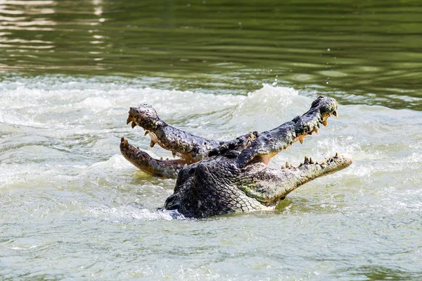 Два Крокодила Дерутся Воде Борьба Воде Амфибий Вскрытие Энергии Животных — стоковое фото