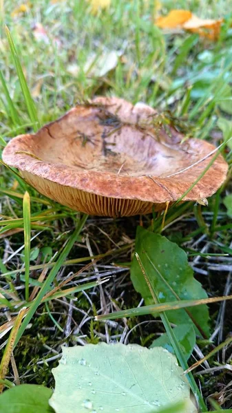 Brauner Pilz Essbar Auf Grünem Gras — Stockfoto