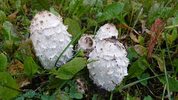 Funghi Bianchi Che Crescono Nella Foresta Erba Verde — Foto Stock