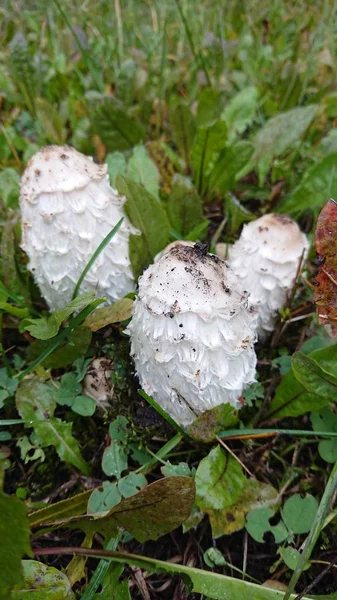 Weiße Pilze Wachsen Grünen Graswald — Stockfoto