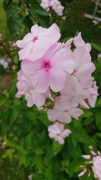 Ροζ Άνθη Φλόξ Ανθισμένα — Φωτογραφία Αρχείου
