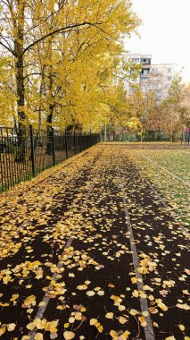 Düşen sonbahar, sarı kavak yaprakları kahverengi spor pistinde uzanır. 