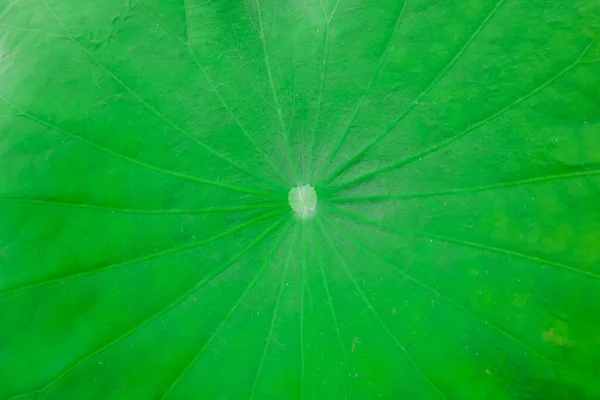 Textur Grünes Lotusblatt Für Hintergrund — Stockfoto