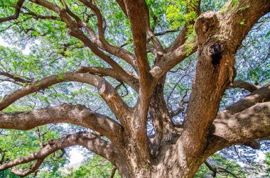 Dev yağmur ağacı manzarası (Chamchuri ağacı) veya Kanchanaburi 'de yeşil yapraklı maymun kapsülü ağacı. Turistlerin dinlenme ve fotoğraf çekme cazibesi büyük bir ağaçtır..