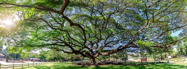 Dev yağmur ağacı manzarası (Chamchuri ağacı) veya Kanchanaburi 'de yeşil yapraklı maymun kapsülü ağacı. Turistlerin dinlenme ve fotoğraf çekme cazibesi büyük bir ağaçtır..