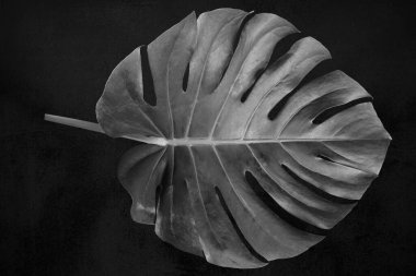 Desen Monstera deliciosa yaprağı ya da İsviçre peynir bitkisi siyah beyaz, parlak yapraklı, beyaz arka planda izole, kırpma yolu ile