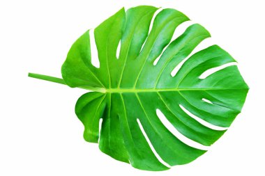 Yeşil bir yaprak, Monstera deliciosa yaprağı veya İsviçre peynir bitkisi, beyaz arka planda izole edilmiş, kırpma yolu ile