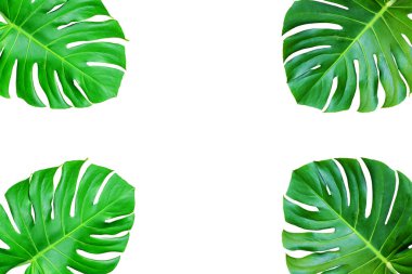 Yeşil bir yaprak, canavar yaprakları, beyaz arka planda renkli tropikal yapraklardan yapılmış yaratıcı bir düzen. Kopya alanı ile en az yaz egzotik konsepti. 